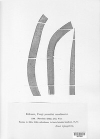 Puccinia iridis image